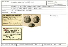 Karteikarte zum Holotyp von Rotalia tuberosa Karrer, 1867